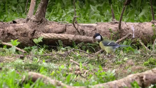 Great Tit Parus Major Widespread Bird Family Tits Wild Occurs — Vídeo de stock