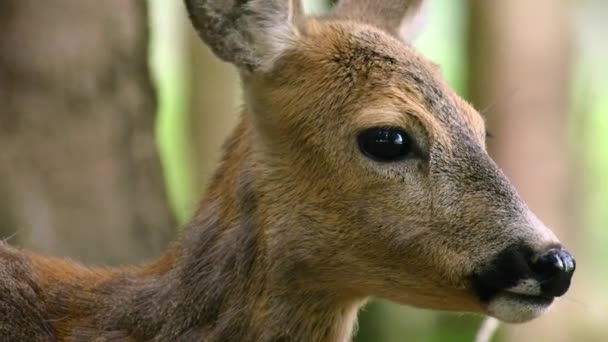 休养鹿 或欧洲休养鹿 Dama Dama 中等大小 在欧洲和亚洲很常见 它的特征是宽角 特别是在成熟的雄性中 并且有夏天的颜色 — 图库视频影像