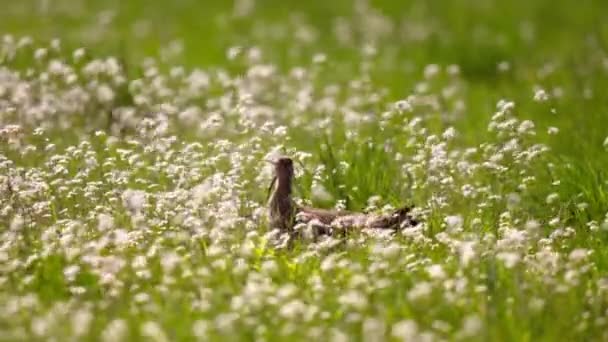 Der Mittlere Brachvogel Numenius Phaeopus Gehört Zur Familie Der Bekassinen — Stockvideo