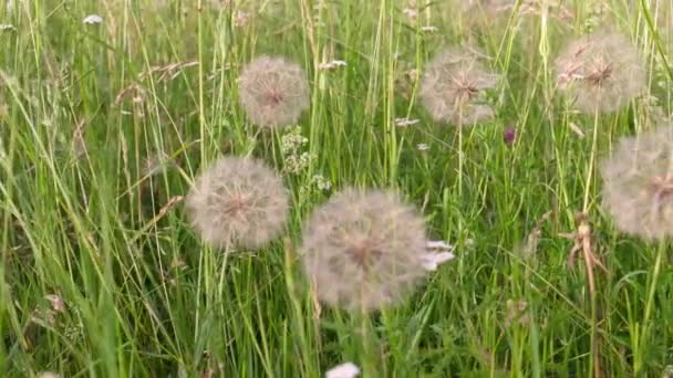 Weiße Löwenzahnmützen Gegen Den Blauen Himmel Der Spitze Des Langgestreckten — Stockvideo