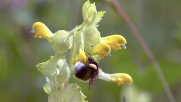 Bourdon Lat Bombus Sur Une Fleur Prairie Gros Plan Insecte — Video