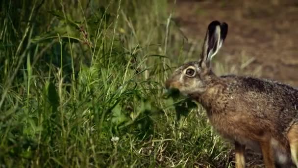 Hare Hare Lepus Europaeus Refere Lebres Grandes Comprimento Corpo Peso — Vídeo de Stock