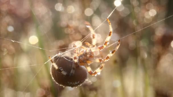 Krestovik Araneus Rod Araneomorfních Pavouků Horní Straně Jsou Bílé Nebo — Stock video