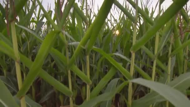 Кукуруза Zea Mays Высокое Травянистое Растение Достигающее Высоты Существует Предположение — стоковое видео