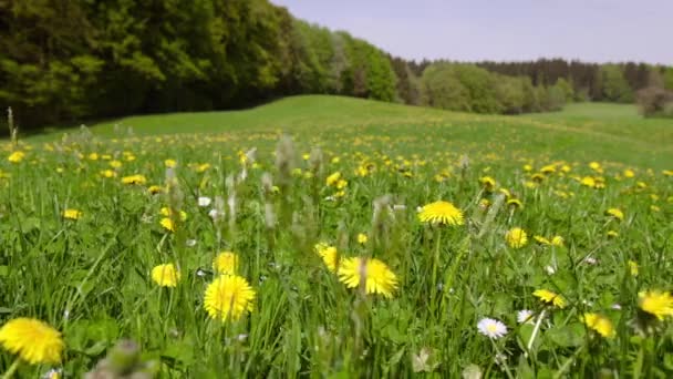 이른 봄에 노란 민들레가 피는 초원. 단델 리온 (Dandelion) 은 잘 알려진 식물로, 잎의 로제트와 혀 꽃의 커다란 밝은 노란색 인수 구 바구니가 달려 있다.. — 비디오