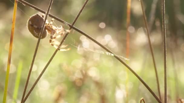 Krestovik Araneus Είναι Ένα Γένος Αραχνομορφικών Αραχνών Στην Επάνω Πλευρά — Αρχείο Βίντεο