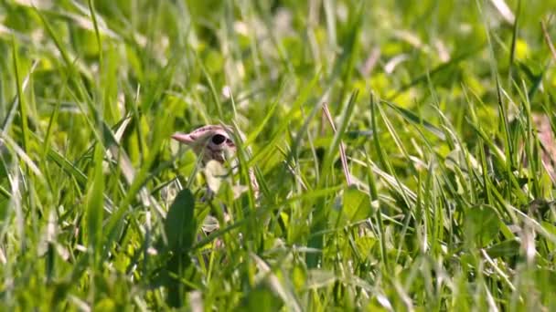 Skowronek Polny Alauda Arvensis Jest Gatunkiem Ptaków Rodziny Skowronkowatych Alaudidae — Wideo stockowe