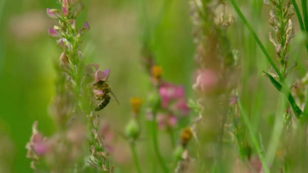 Bee Collecting Nectar Wildflowers Bees Play Important Role Pollinating Flowering — Stock Video