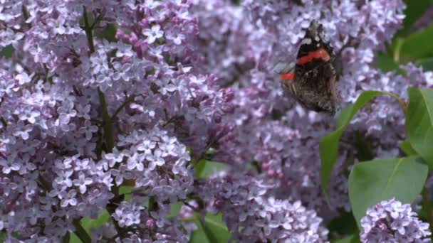 Motýl Kopřivka Sbírá Nektar Kvetoucího Šeříku Křídla Jsou Cihlově Červená — Stock video