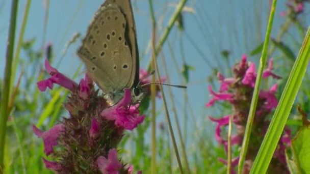 Las Mariposas Son Flores Que Viento Rasgó Rocío Matutino Mariposa — Vídeos de Stock