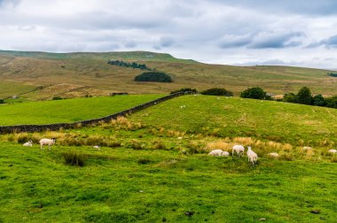 Hawes, Yorkshire yakınlarındaki tipik Yorkshire Dales manzarası bir yaz günü