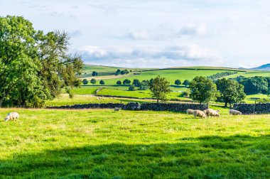 Bir yaz gününde Malham, Yorkshire, İngiltere yakınlarındaki Dales nehri boyunca bir manzara