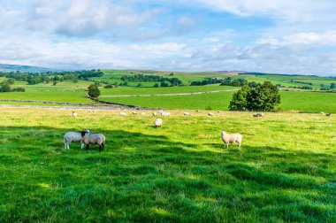 Malham, Yorkshire, İngiltere yakınlarındaki Dales 'te bir koyun manzarası