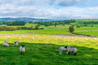 Malham, Yorkshire, İngiltere yakınlarındaki Dales 'te yaz günü meraklı koyunların manzarası