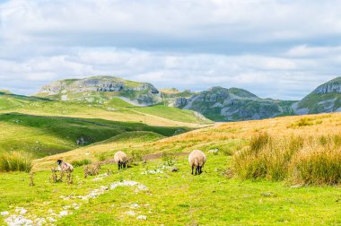 Yazın Yorkshire, Malham yakınlarındaki Yorkshire Dales 'de otlayan koyunlara yönelik bir manzara