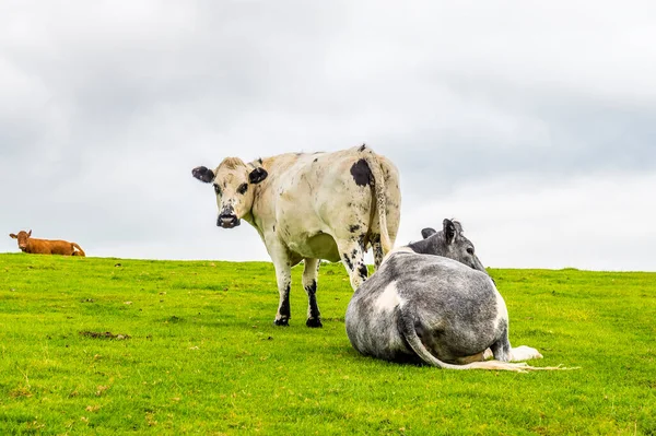 Uitzicht Koeien Die Grazen Hellingen Van Ingleborough Yorkshire Zomer — Stockfoto