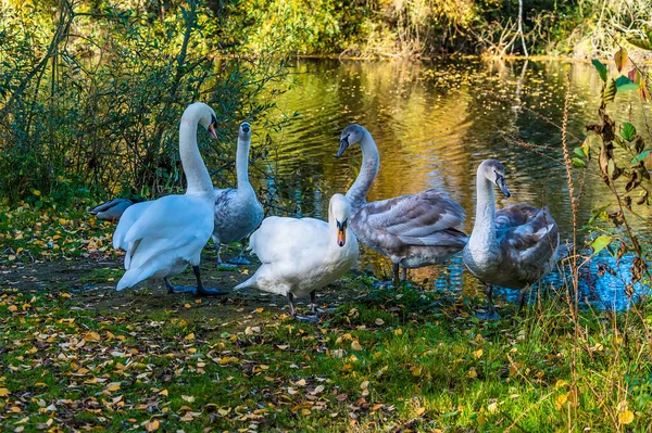 View Swans Lake Barnwell Park Bright Winters Day — Stock Photo, Image