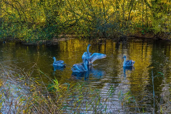 Una Vista Los Cisnes Jóvenes Estanque Iluminado Por Sol Barnwell —  Fotos de Stock
