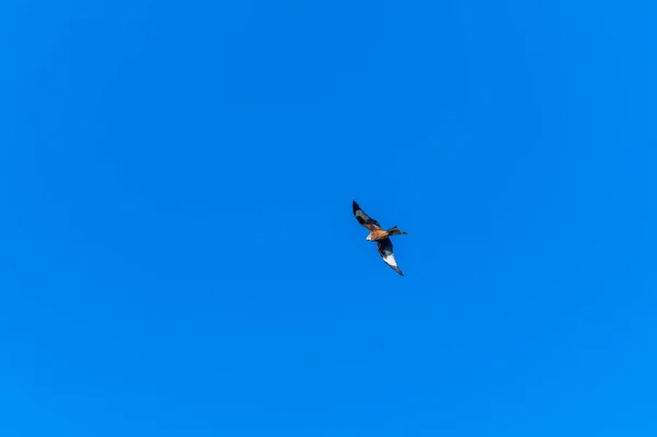 View Red Kite Circling Barnwell Park Bright Winters Day — Stock Photo, Image