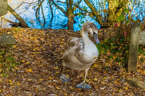 Pohled Mladou Labuť Která Brodí Břehu Barnwellova Parku Jasného Zimního — Stock fotografie