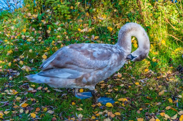 Una Vista Joven Cisne Acariciándose Parque Barnwell Brillante Día Inviernos — Foto de Stock