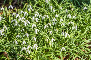 Bir grup Kardamlası Northamptonshire, İngiltere 'de ilkbaharın başlarında bir ormanda yetişiyor.