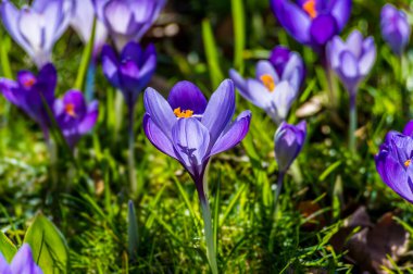 İlkbaharın başında İngiltere 'nin Northamptonshire kentindeki bir ormandaki Crocus çiçeğinin arka ışıklandırması, seçici odağı.