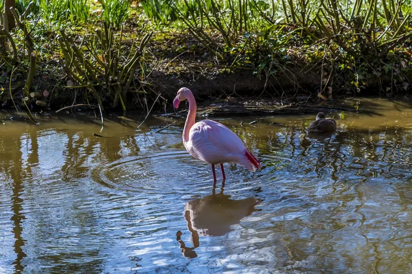 Розовый Фламинго Пробирается Через Пруд Лесу Нортгемптоншире Великобритания Ранней Весной — стоковое фото