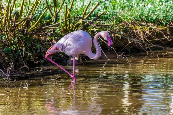 Ein Rosa Flamingos Steht Regungslos Einem Teich Einem Wald Northamptonshire — Stockfoto