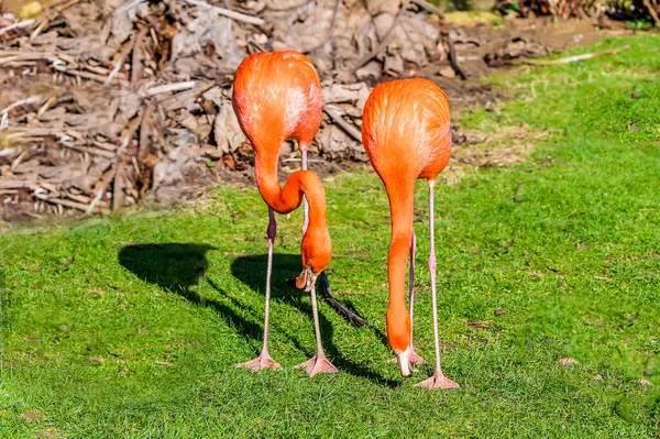 Een Paar Flamingo Een Bos Northamptionshire Verenigd Koninkrijk Het Vroege — Stockfoto