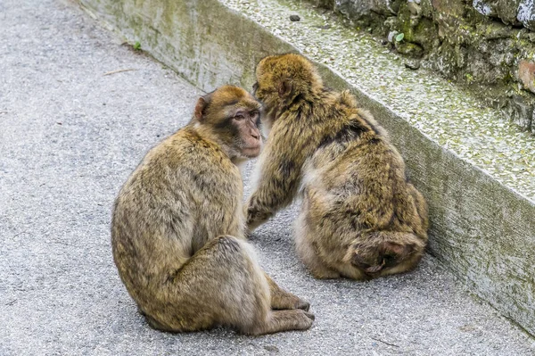 Una Vista Macacos Bárbaros Roca Gibraltar Día Primavera —  Fotos de Stock