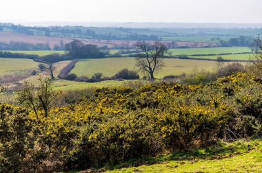 A view towards gorse bushes on the southern ramparts of the Iron Age Hill fort remains at Burrough Hill in Leicestershire, UK in early spring