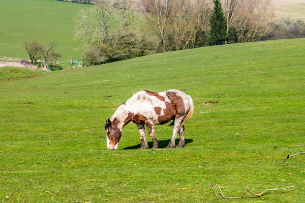 A Piebald horse grazes beside the Iron Age Hill fort remains at Burrough Hill in Leicestershire, UK in early spring