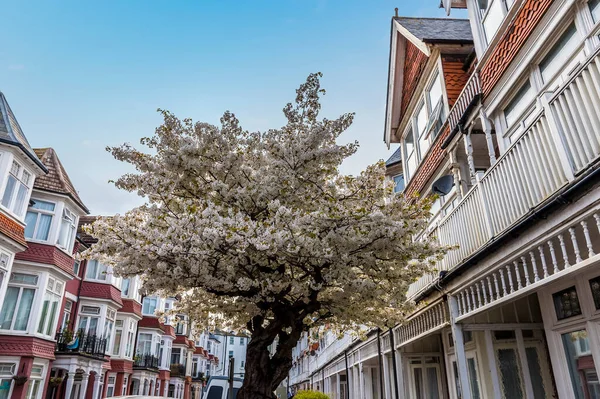 Utsikt Över Maj Blomma Gata Eastbourne Storbritannien Våren — Stockfoto