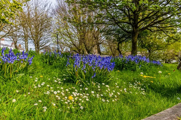 Bluebells Bank Brighton Early Summer — стокове фото