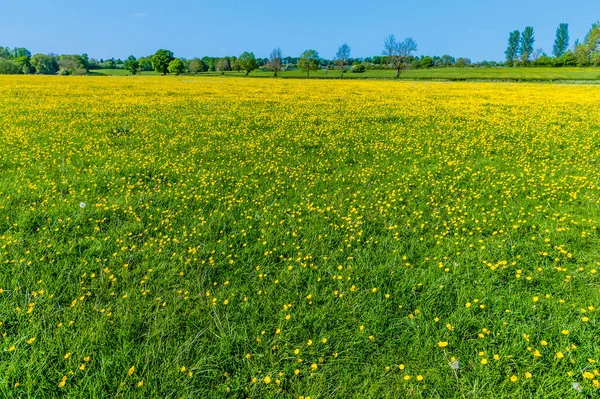 View Field Buttercups Wistow Market Harborough Summertime — Stock Photo, Image