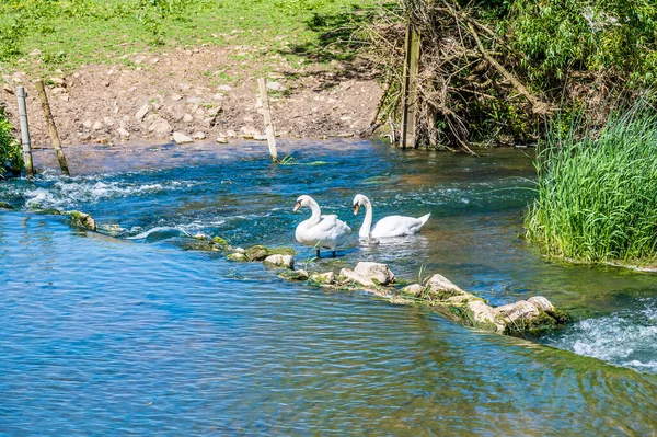 Una Vista Una Familia Cisnes Río Great Ouse Wolverton Reino — Foto de Stock