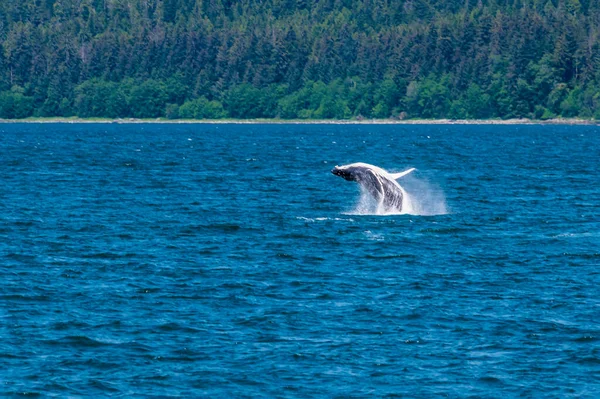 Young Humpback Whale Breaches Somersaults Waters Auke Bay Outskirts Juneau — Stock Photo, Image