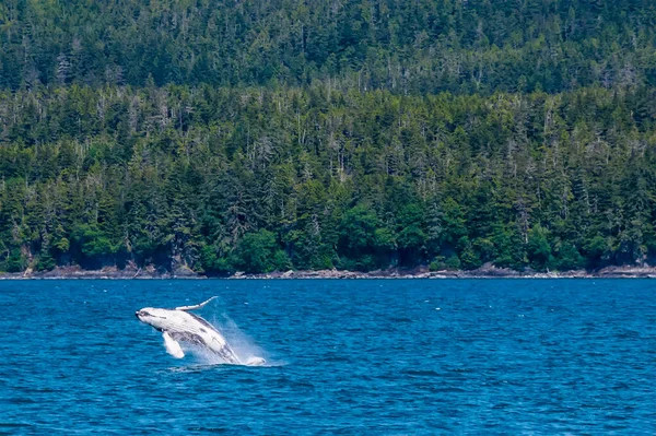 Uma Jovem Baleia Jubarte Salta Água Auke Bay Nos Arredores — Fotografia de Stock