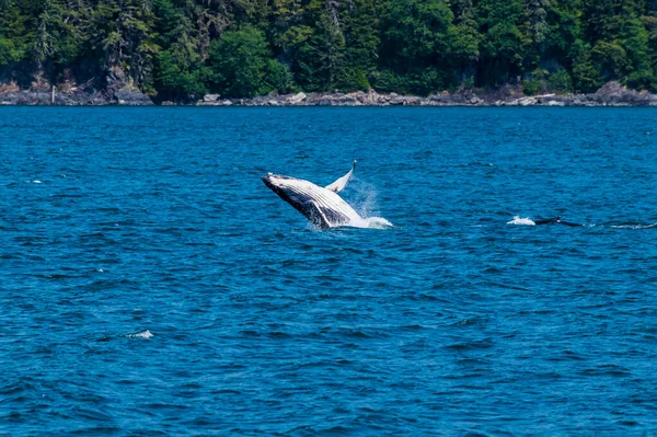 Una Joven Ballena Jorobada Compañera Jugueteando Auke Bay Las Afueras — Foto de Stock