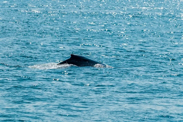 夏のアラスカ州ジュノー郊外のオーク湾のザトウクジラの眺め — ストック写真