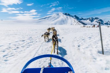 Alaska 'da yaz mevsiminde Skagway, Alaska yakınlarındaki Denver buzulunda koşuya çıkan bir Alaska Husky takımı.