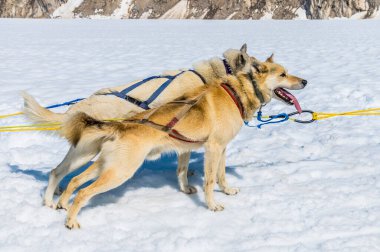Alaska 'da yaz mevsiminde Skagway, Alaska yakınlarında Denver buzulunda koşmaya hazır bir çift Alaska' lı Husky.