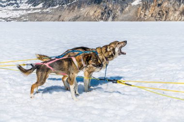 Alaska 'da yaz mevsiminde Skagway, Alaska yakınlarındaki Denver buzulunda koşmak için heyecanlı bir çift Alaska köpeği.