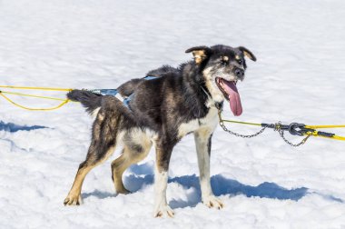 Alaska 'da yaz mevsiminde Skagway, Alaska yakınlarındaki Denver buzulunda bir koşu bekleyen bir Alaska Husky' si.