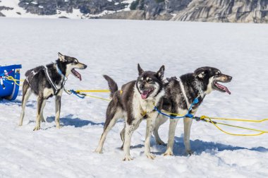 Alaska 'da yaz mevsiminde Skagway, Alaska yakınlarındaki Denver buzulunda koşmaya hazır bir Alaska Husky takımının arkası.