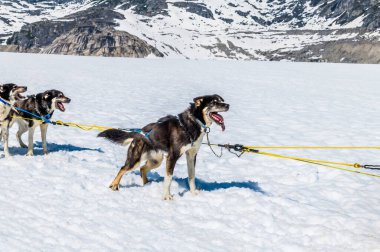 Alaska, Skagway yakınlarındaki Denver buzulunda Alaska 'lı bir Husky.