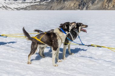 Alaska 'da yaz mevsiminde Skagway, Alaska yakınlarındaki Denver buzulunda koşuya çıkmaya hazır bir çift Alaska köpeği.
