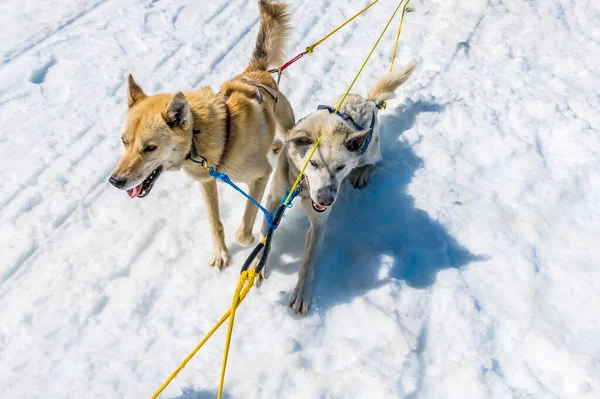 Alaska 'da yaz mevsiminde Skagway, Alaska yakınlarındaki Denver buzulunda koşuya çıkan bir çift Alaska' lı Husky.