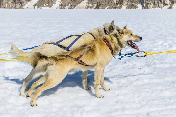 Alaska 'da yaz mevsiminde Skagway, Alaska yakınlarında Denver buzulunda koşmaya hazır bir çift Alaska' lı Husky.